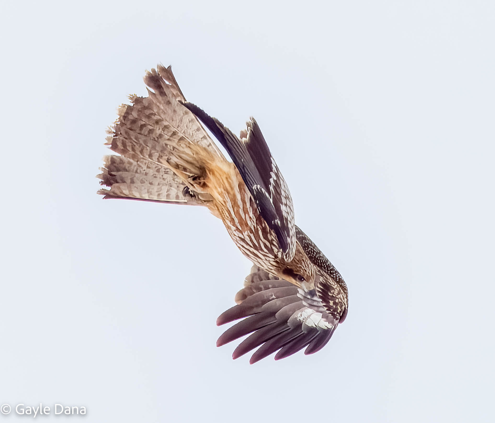 Black Kite in a dive